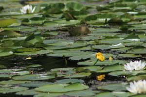 lilly-pads-n-flowers